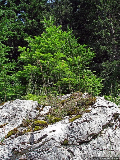 Альбом отзыва "Природа национального парка Дурмитор, Черногория"