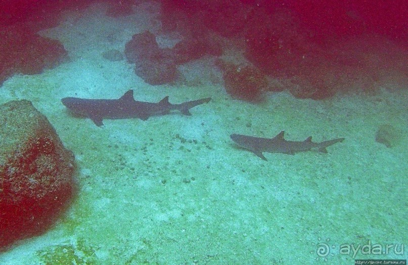 Альбом отзыва "Нам акула-каракула ... (подводный мир Коибы для "чайников")"