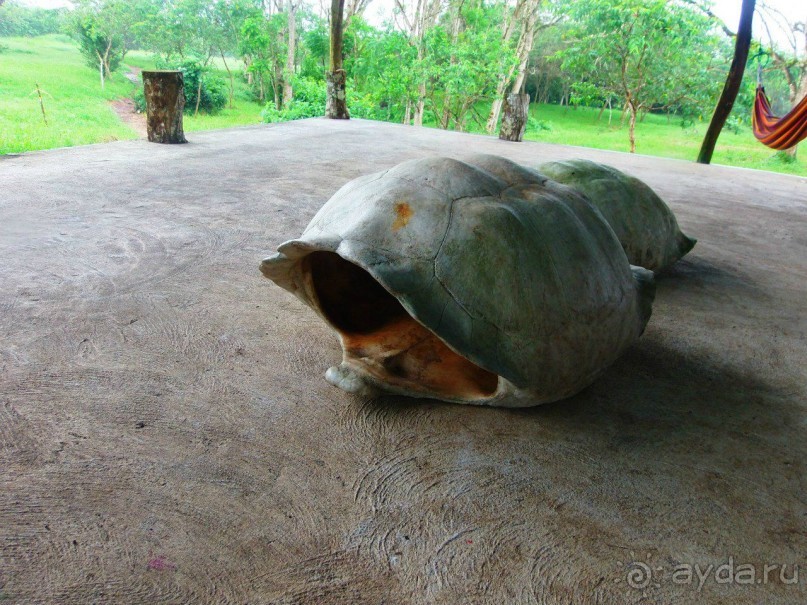 Альбом отзыва "Галапагосские острова. Галапагосская слоновая черепаха."