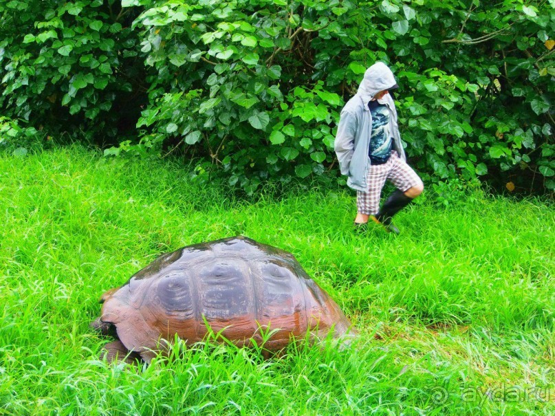 Альбом отзыва "Галапагосские острова. Галапагосская слоновая черепаха."
